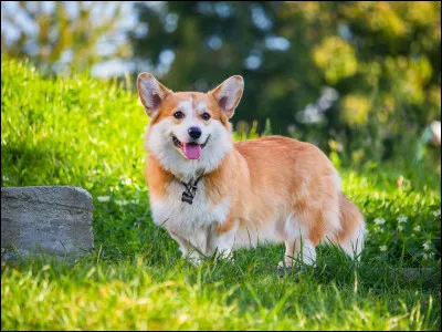 Quel est le pays d'origine du Welsh Corgi ?