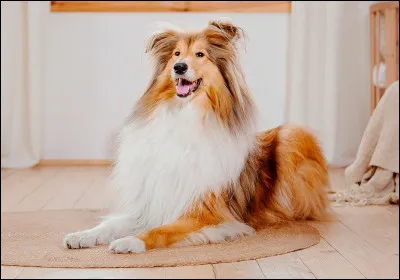 Quel est le pays d'origine du Colley à poil long ?