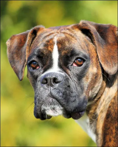 Quel est le pays d'origine du Boxer ?