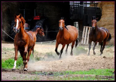 Les chevaux dorment-ils toujours debout ?