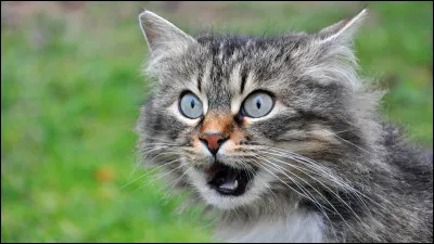 Après une bonne nuit de repos bien méritée, ta mère, Pelage de Rose, veut te parler et tannonce que tu es un(e) sang-mêlé ! Comment réagis-tu ?