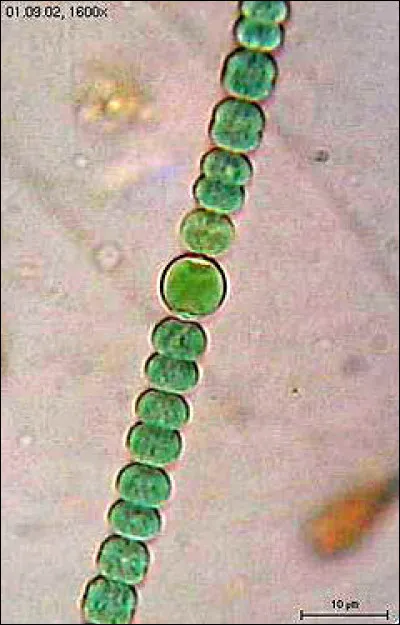 Quels furent les premiers organismes producteurs d'oxygène gazeux ?