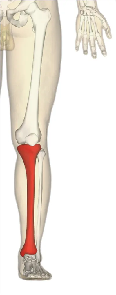 Comment s'appelle cet os ?