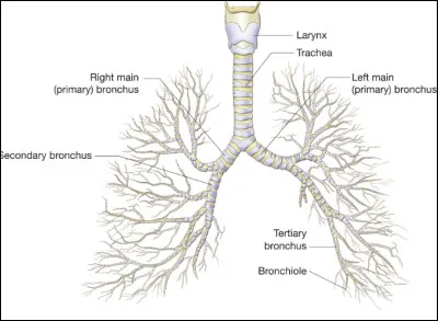 Le syndrome de la cacahuète à l'apéro - Dans quelle bronche cette dernière ira-t-elle se loger préférentiellement lors d'une inhalation accidentelle ?