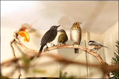 Quel est son animal ?