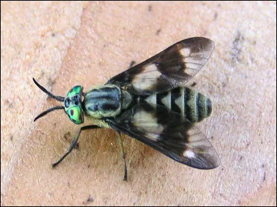 Et la fluence, qu'est-ce que c'est ?