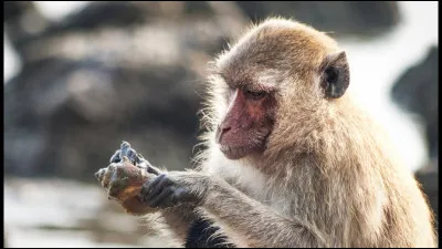 Quel est cet animal ?