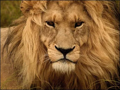 Quel est cet animal ?