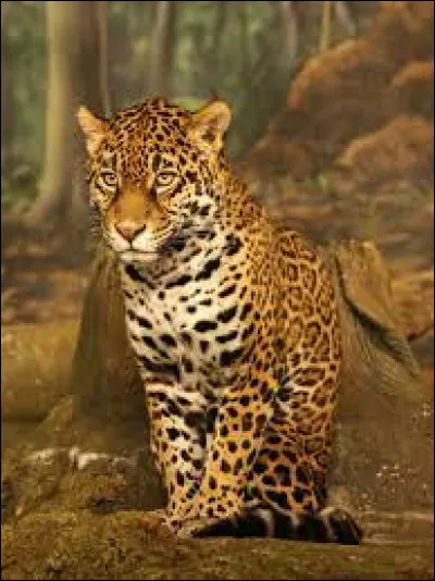 Quel est cet animal ?