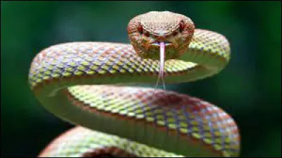 Quel est cet animal ?