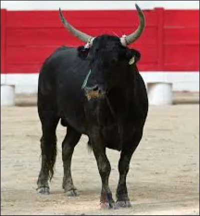 Quel est cet animal ?