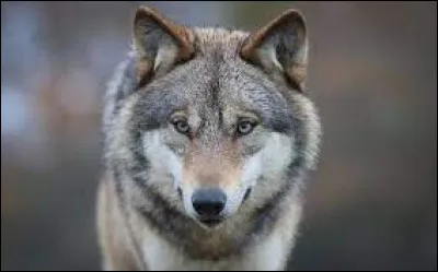 Quel est cet animal ?