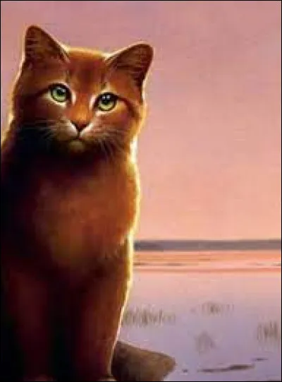 Quelle est la couleur des yeux d'Étoile de Feu ?