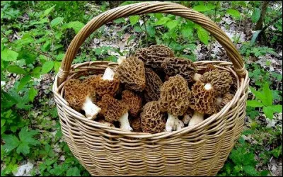 À Alex : ne serait-ce pas une bonne idée d'inviter tous les joueurs ici réunis, pour leur faire partager ces superbes champignons de printemps, par une recette que peu connaissent en les dégustant crus, émincés, agrémentés d'une sauce à base d'huile d'olive, d'ail et de ciboulette ?