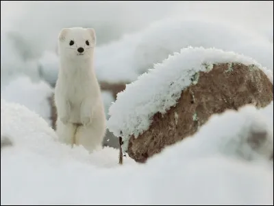 À Frolo, Arnaud, et Hermine : l'hermine est un mustélidé qui, comme l'isatis ou le blanchon, devient blanche en hiver. Toutefois quelle partie de son corps demeure noire en toutes saisons ?