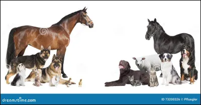 Et enfin... tu préfères :