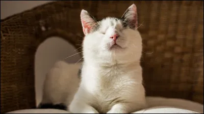 Quel chat est presque aveugle de naissance ? ( cycle 3)