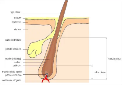 Quel est le rôle de la tige pilaire (poil) dans une chevelure ?