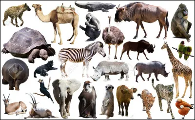 L�animal que tu pr&eacute;f&egrave;res est�