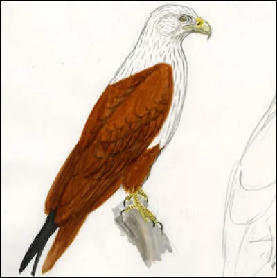 Quel est le nom de ce rapace ?
