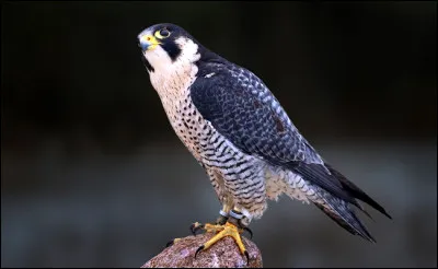 Quel est le nom de ce rapace ?