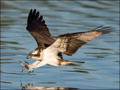 Quel est le nom de ce rapace ?