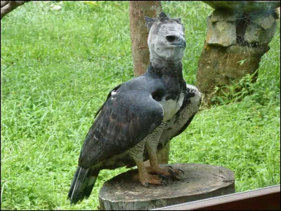 Quel est le nom de ce rapace ?