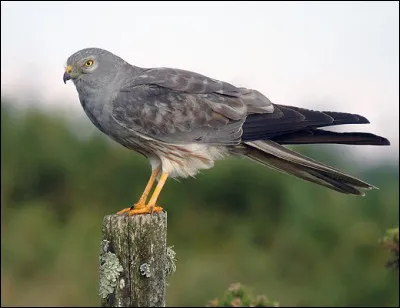 Quel est le nom de ce rapace ?