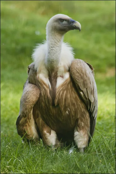Quel est le nom de ce rapace ?