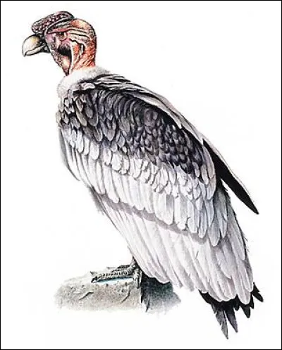 Quel est le nom de ce rapace ?