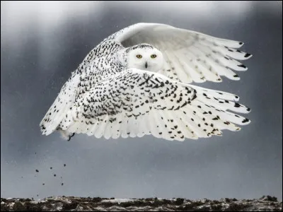 Quel est le nom de ce rapace ?