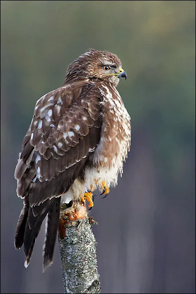 Quel est le nom de ce rapace ?