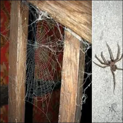 Complète l'expression : " avoir une ... au plafond " .