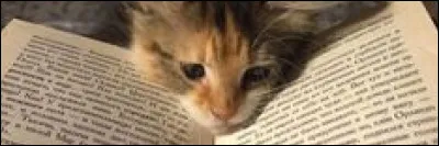 Lequel de ces mots n'appartient pas au champ lexical des chats ?