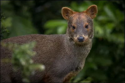 D'où est originaire le Pudu du Sud ?