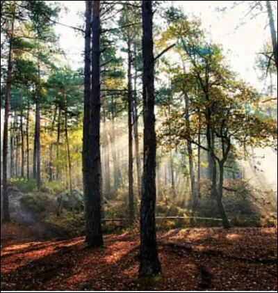 Aimez-vous lodeur de la forêt automnale ?