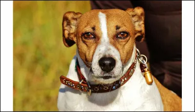 Qui a écrit "Qui veut noyer son chien l'accuse de la rage" ?