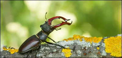 Le lucane mâle est appelé :