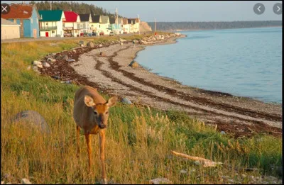 Géographie : Comment s'appelle la plus grande île naturelle du Québec dans le golfe de Saint-Laurent ?
