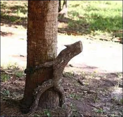 Quel arbre a pour symbole l'éternité et la chasteté ?