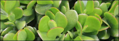 Qui apporte la nature, les plantes avec sa magie ?