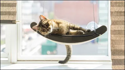 Les chats sont-ils comme les chiens ?