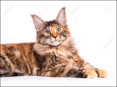 Les chattes peuvent avoir de 1 à 14 chatons.