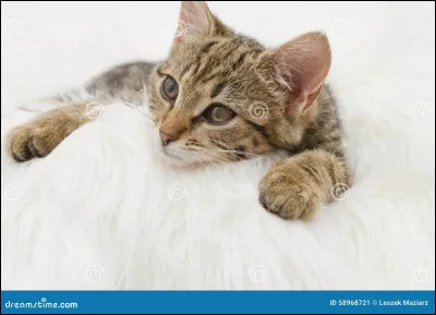 Les chatons naissent les yeux fermés.