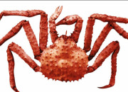 Quiz 15 sortes de crabes  retrouver