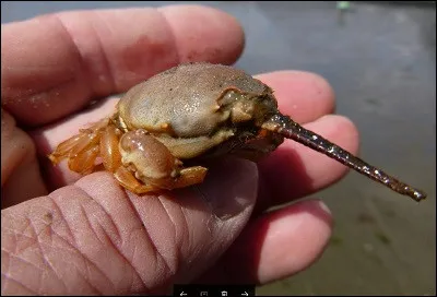Quel est le nom de ce crabe ?