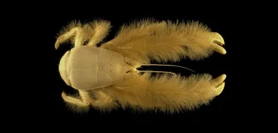 Quel est le nom de ce crabe ?