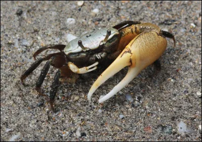 Quel est le nom de ce crabe ?