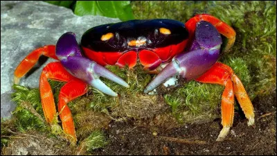 Quel est le nom de ce crabe ?