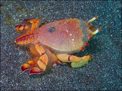 Quel est le nom de ce crabe ?